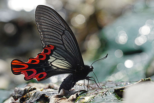 Papilio maraho